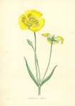 Calochortus Luteus