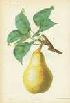 Poire Chamaret