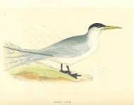 Swift Tern