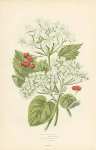 Mealy Gueder Rose, Common Guelder Rose