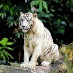 Белый тигр на фоне листвы