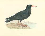 Chough