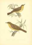 Melodious Warbler, Icterine Warbler