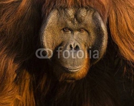 Рыжий орангутан, портрет