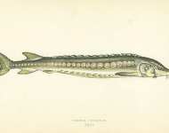 Common Sturgeon