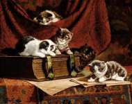 Пять игрывых котят