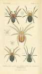 Theridion 4 guttatum, Theridion redimitum, Theridion bicolor, Theridion varians