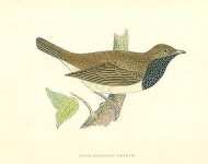 Black-Throated Thrush