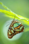 Бабочка Malachite butterfly (Siproeta stelenes)