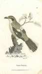 Grey Shrike