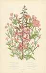 Rose-bay Willow Herb, Great Hairy w.h., Broad Smooth Leaved w.h., Pale Smooth w.h., Square Stalked w