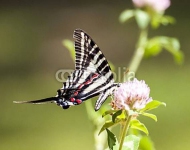 Zebra Swallowtail