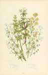 Wild Madder, Yellow Bedstraw, Cross-wort b., Smooth Health b., Least Mountain b., Rough Marsh b.