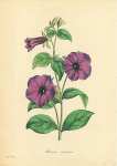 Petunia Violacea