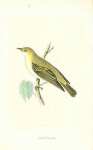 Wood Warbler