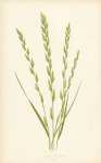 Festuca Elatior