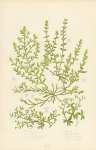 Chickweed, Sand Trapwort, Glabrous Rupture Wort, Hairy r.w., Whored Knot-grass, Four-leaved All-seed