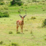 Антилопа, парк Серенгети, Танзания 2