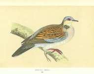 Turtle Dove