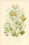 Mossy Saxifrage m.s., Tufted Alpine s., t.a.s., Mossy a.s., Geranium s., Golden Saxifrage, Common g.