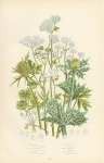 White-rot, Wood Sanicle, Sea Holly, Field Eryngo, Water Hemlock, Wild Celery