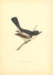 Pied Flycatcher