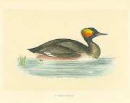 Eared Grebe