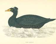 Surf Scoter