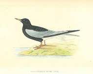 White-Winged Black Tern