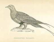 Syrrhaptes Pallasii