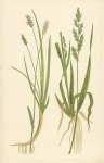 Sesleria Cerulea, Panicum Crus-galli