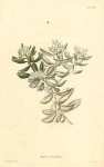 Phylica Buxifolia