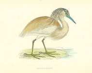 Squacco Heron