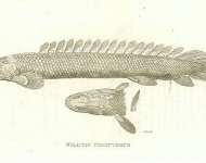 Nilotic Polypterus