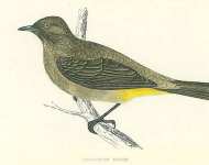 Gold-Vented Thrush