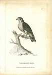 Coerulescent Hawk