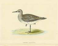 Schinzs Sandpiper