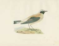 Black-throated Wheatear