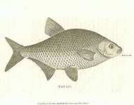 Bream