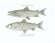 Common Salmon, male. Common Salmon, female