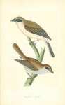 Red-Backed Shrike