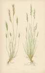 Festuca Bromoides, f. Ovina