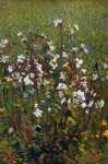 Белые цветы в поле