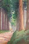 Аллея Cryptomeria в Никко