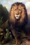Abessynian Lion