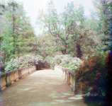 Сирень Плоский мост в Гатчинском (Дворцовом) парке