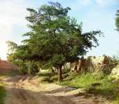 Тутовое дерево Самарканд