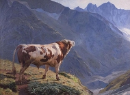 Коровы на горе