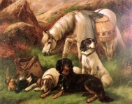Scottish and Sealyham terrier